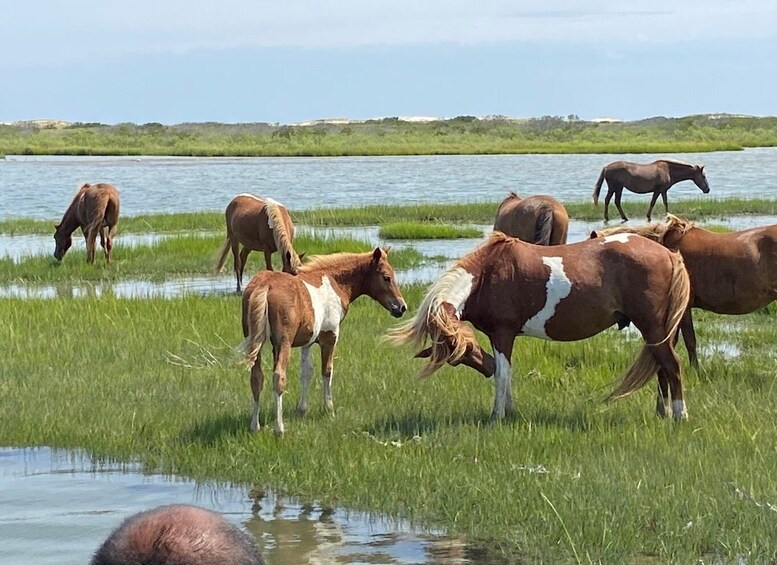 Picture 1 for Activity Ocean City: Assateague Island Morning Cruise