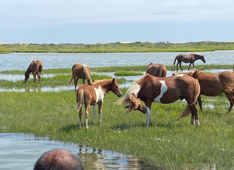 Picture 1 for Activity Ocean City: Assateague Island Morning Cruise