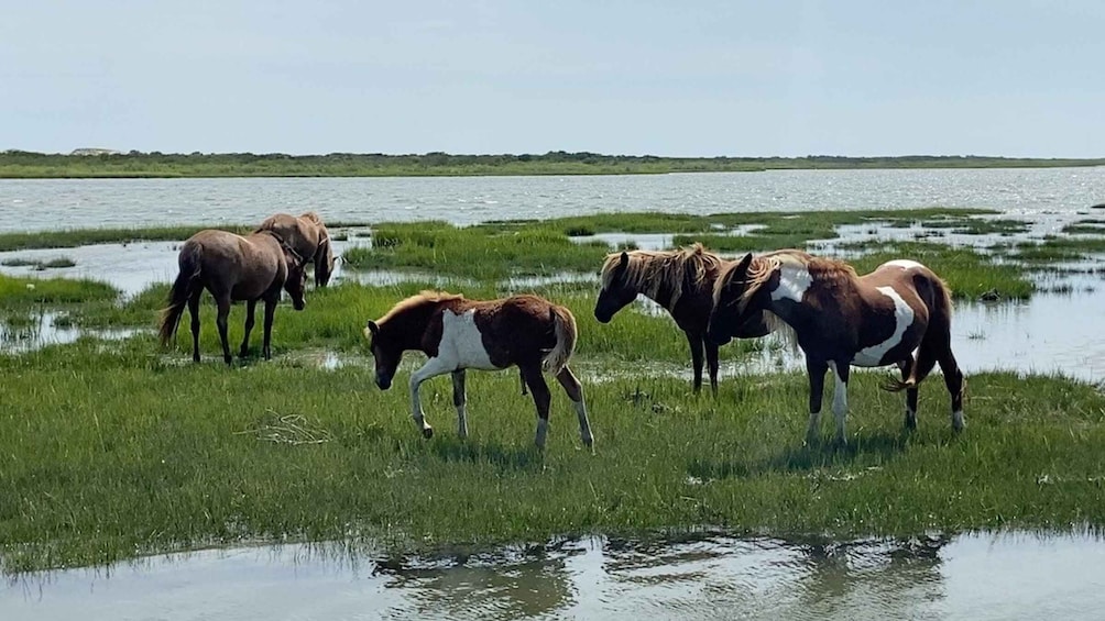 Picture 3 for Activity Ocean City: Assateague Island Morning Cruise