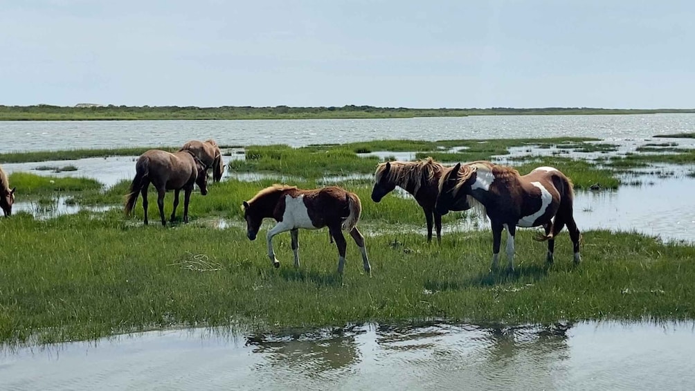 Picture 3 for Activity Ocean City: Assateague Island Morning Cruise