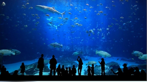 Istanbul Aquarium Bezoek met Transfer