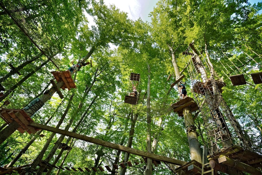 Picture 1 for Activity AbenteuerPark Potsdam: Adventure Climbing in the Trees