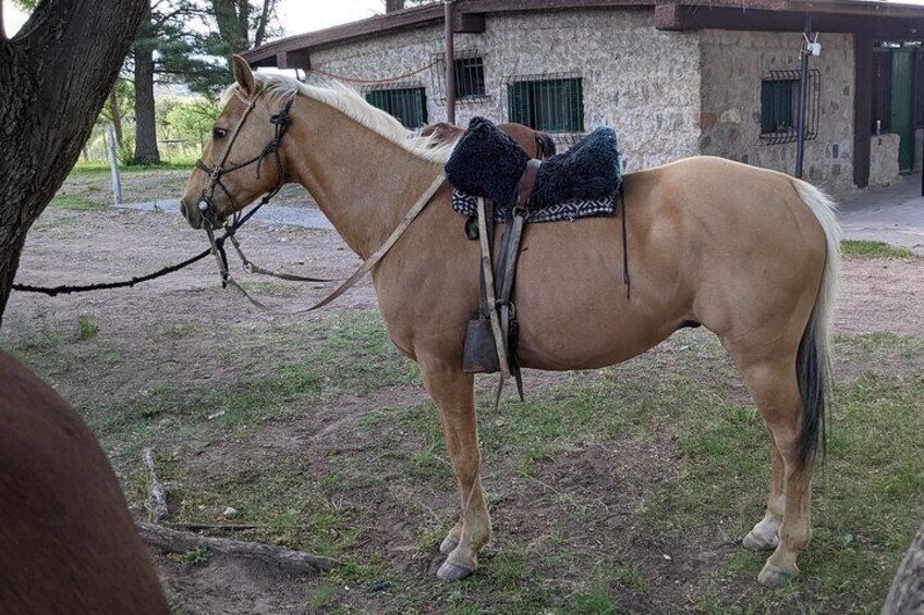 Horse Riding or Trekking, Argentinian Cuisine And Wine tasting