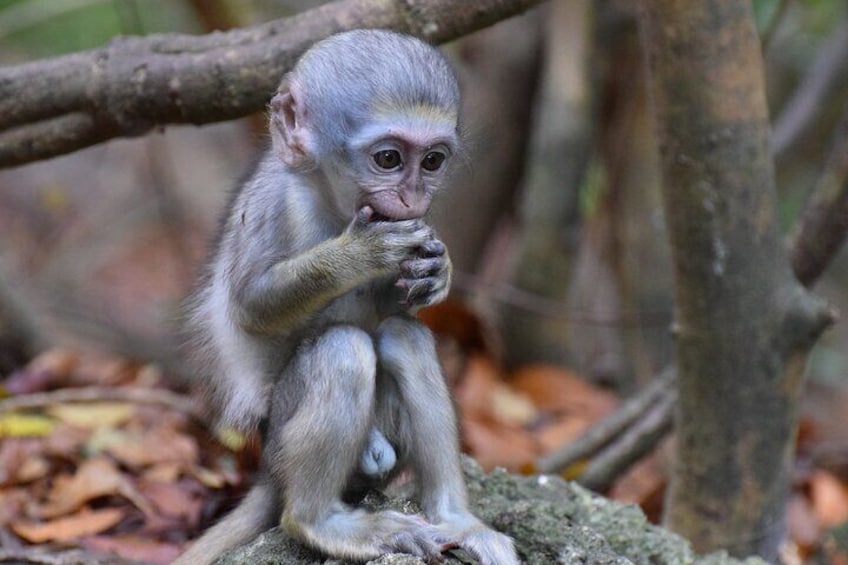 Barbados Shore Excursion: Wildlife Encounter and Beach Day