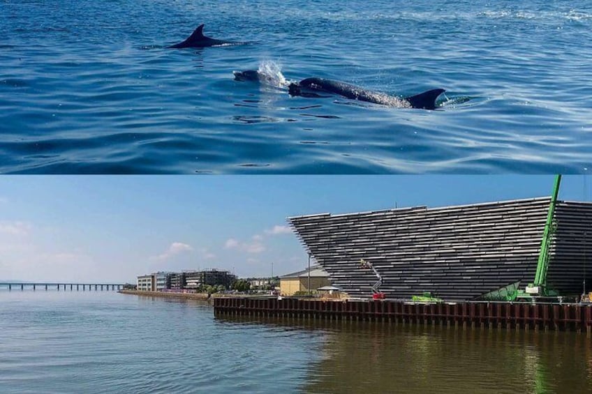 Bottlenose Dolphins and the V and A