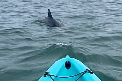 Dolphin Kayak Tour in Virginia Beach