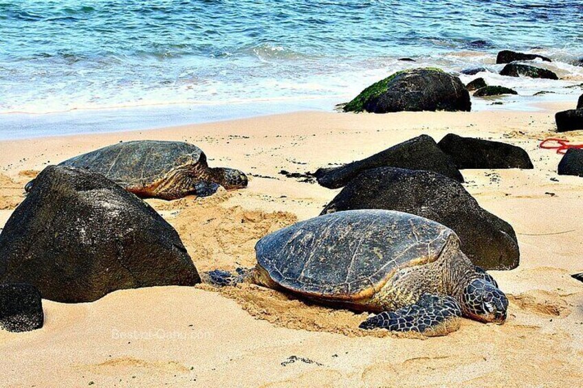Laniakea Turtle Beach 
