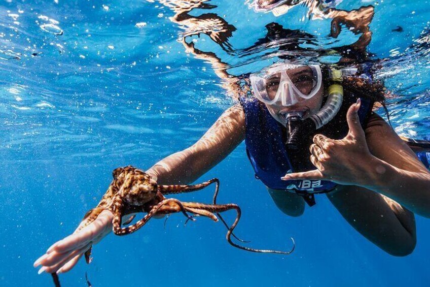 Turtle Canyon Snorkel from Waikiki: Turtles Guaranteed