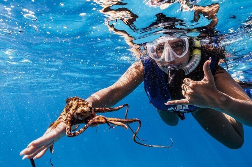 Turtle Canyon Snorkel from Waikiki: Turtles Guaranteed