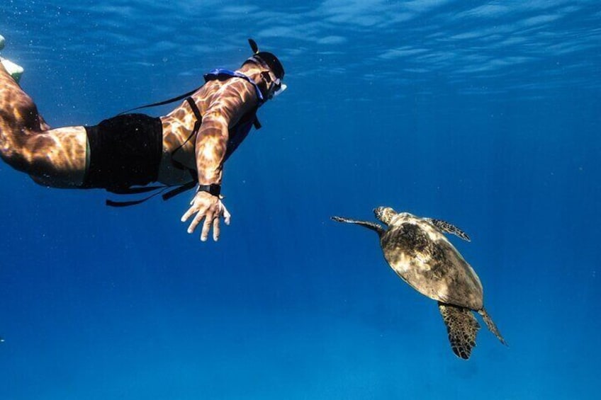 Snorkeling with Hawaiian Green Sea Turtles