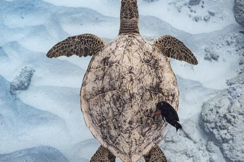 Cleaner fish cleaning a Hawaiian Green Sea Turtle