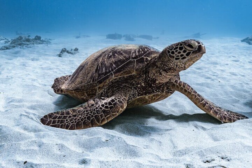 Hawaiian Green Sea Turtle