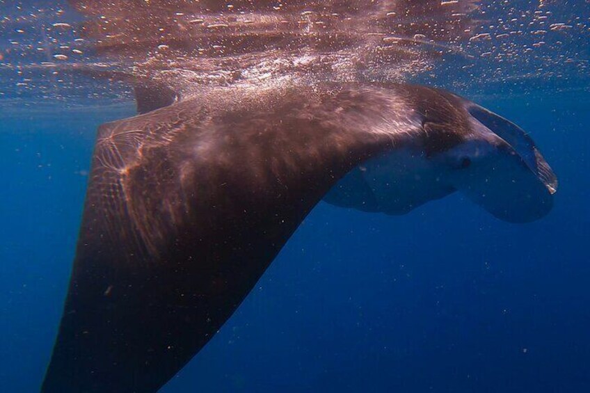 Reef Manta cruising by