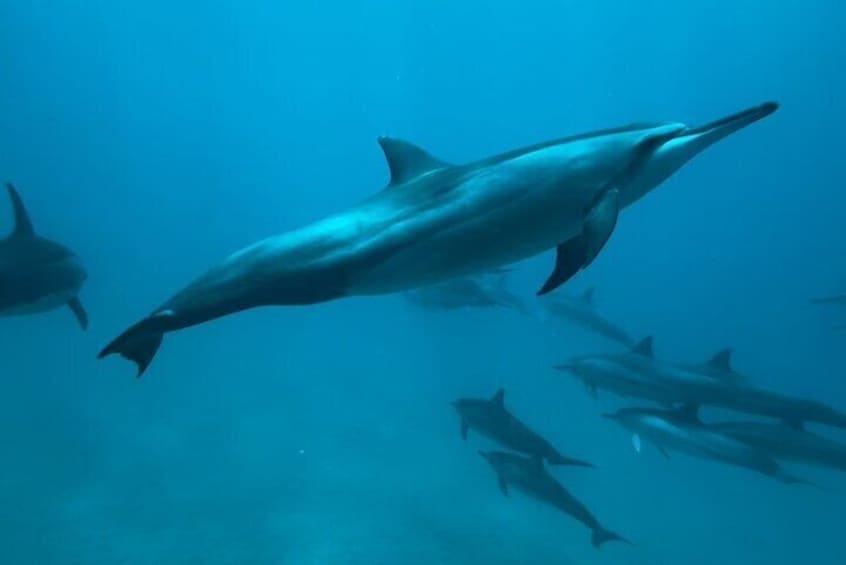 A pod of Hawaiian Spinner Dolphins