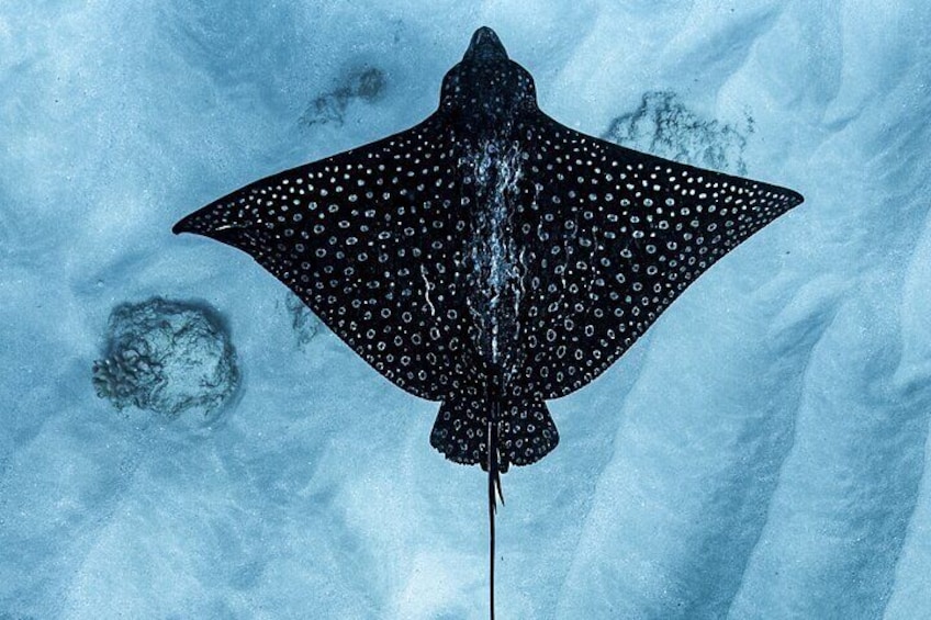 Spotted Eagle Ray
