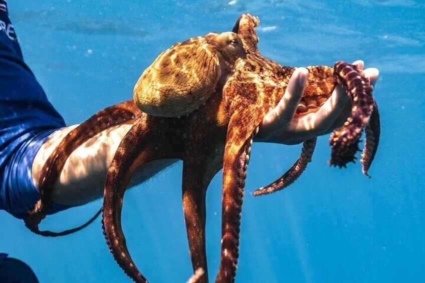 Day Time Octopus