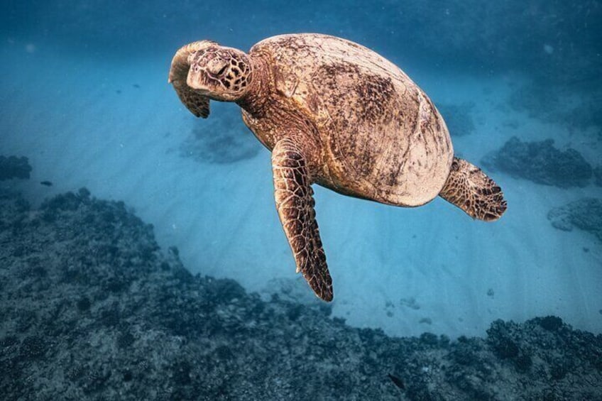 Hawaiian Green Sea Turtle coming up for air