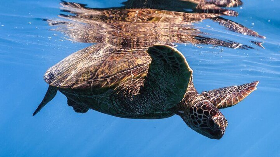 Snorkeling with Hawaiian Green Sea Turtle