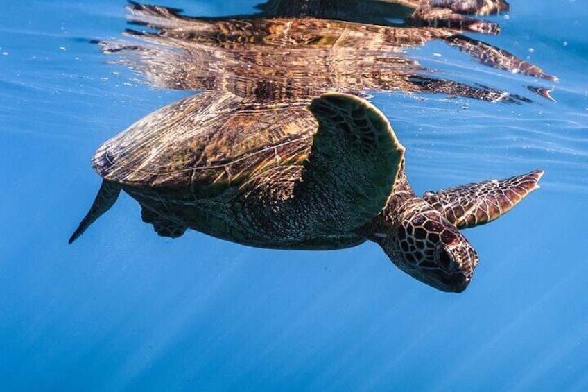 Snorkeling with Hawaiian Green Sea Turtle
