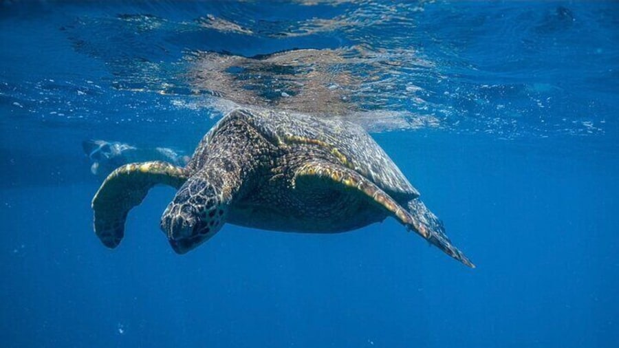 Hawaiian green sea turtle basking in the sun