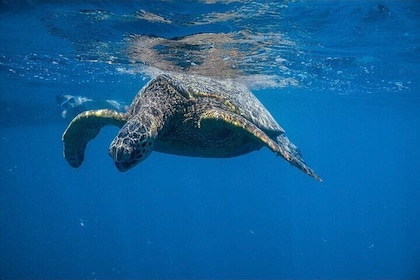 Turtle Canyon Snorkel from Waikiki (Semi Private Boat Tour)