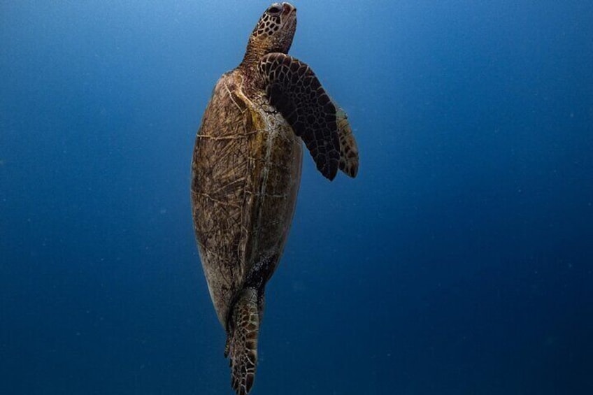Sea Turtle