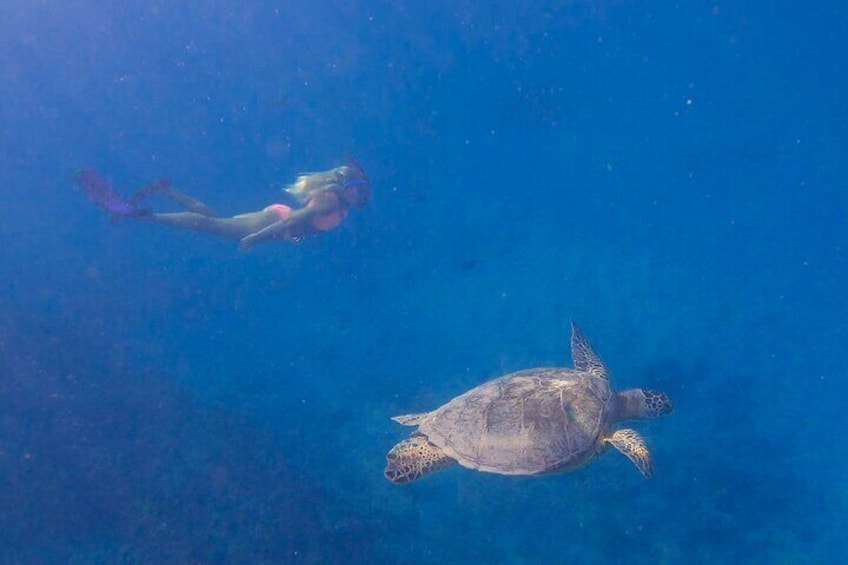 Freediving next to a Hawaiian green sea turtle