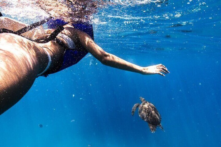 Snorkeling with Hawaiian Green Sea Turtles