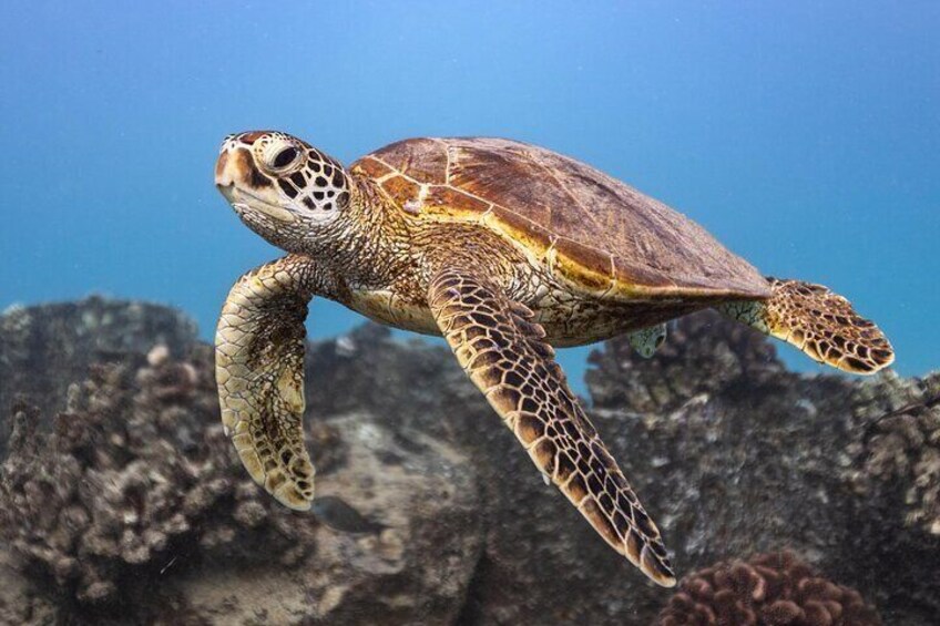 Hawaiian Green Sea Turtle 