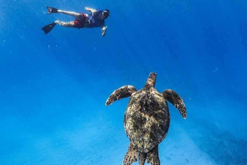 Sea Turtle