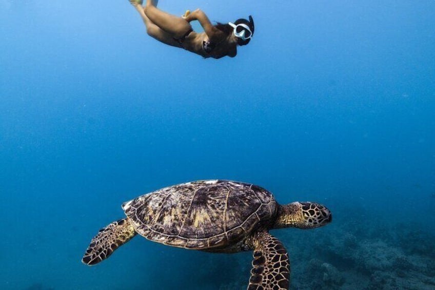 Free Diving