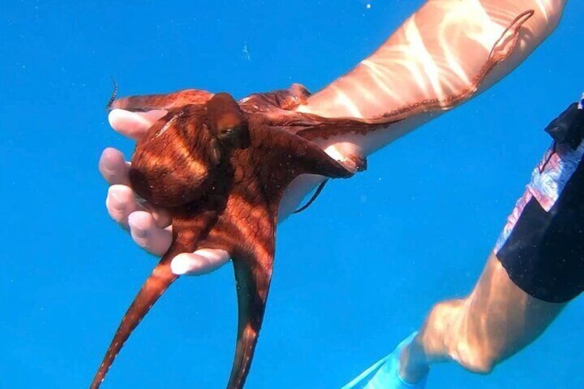 Octopus friend saying Aloha