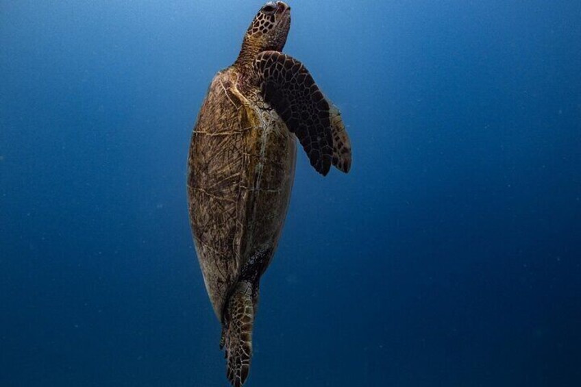 Hawaiian Green Sea Turtle on the rise!