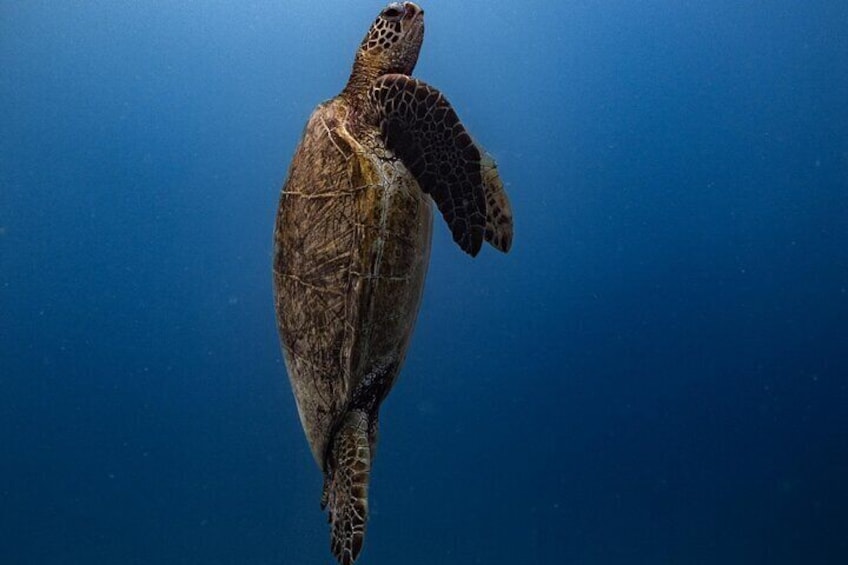 Hawaiian Green Sea Turtle on the rise!