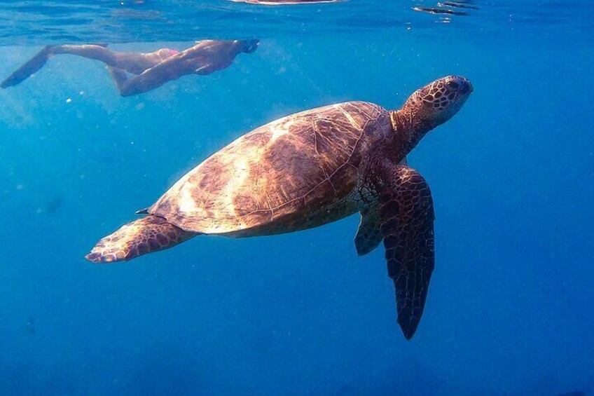 Snorkeling alongside a Hawaiian Green Sea Turtle at Turtle Canyon