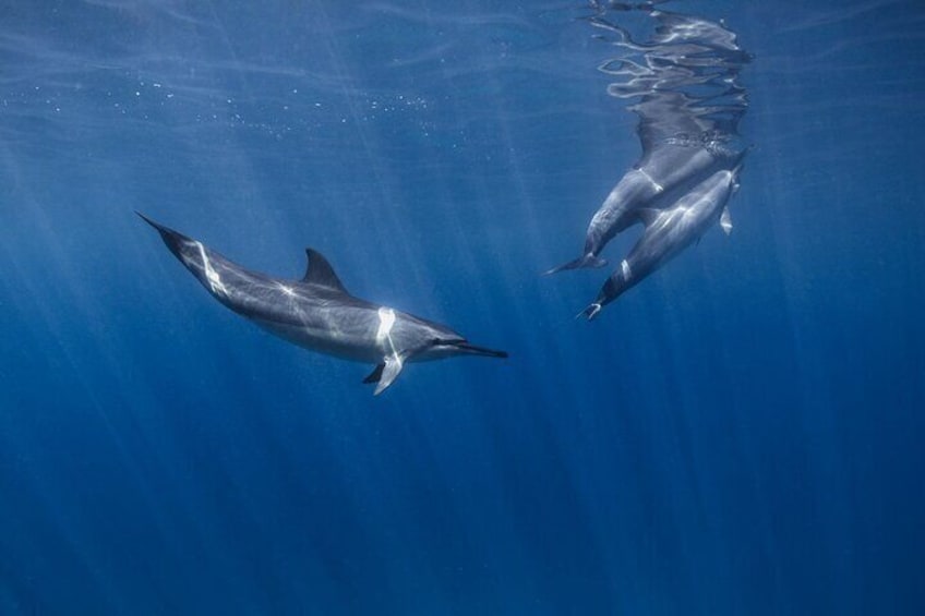 Hawaiian Spinner Dolphins