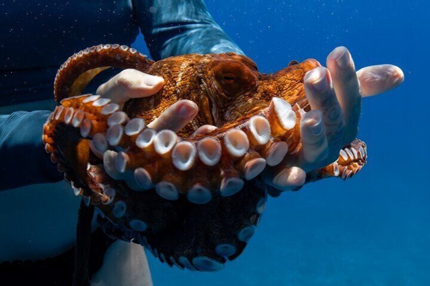 One of our talented snorkel guides showing our customers an octopus