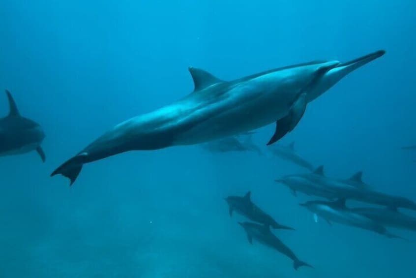 A pod of Hawaiian Spinner Dolphins on our Private Charter