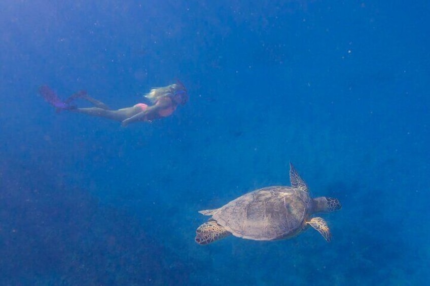 Freediving down to a turtle