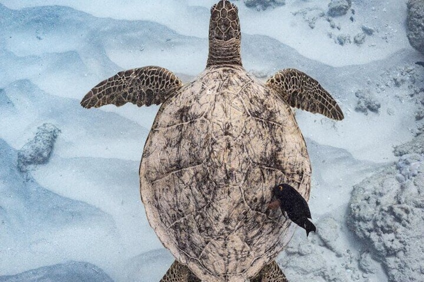 Sea Turtle getting cleaned by fish