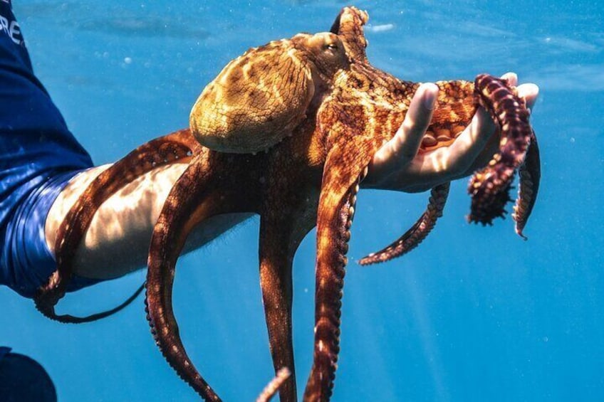 Day Time Octopus