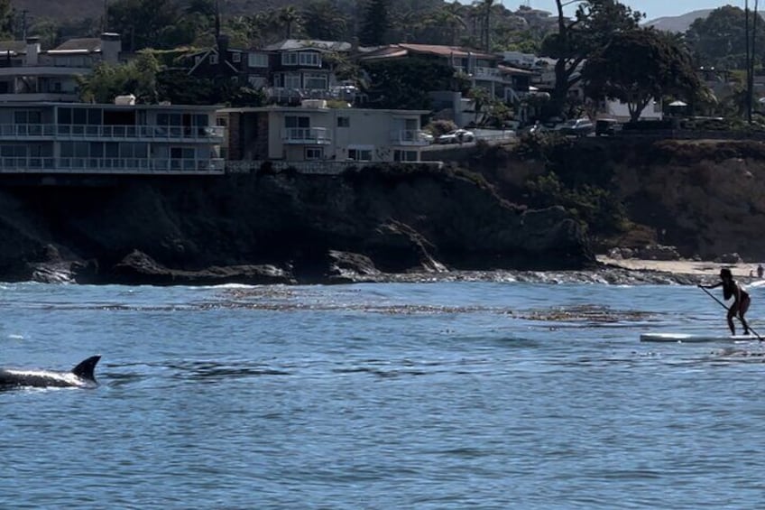 Laguna Beach Stand Up Paddle Activity