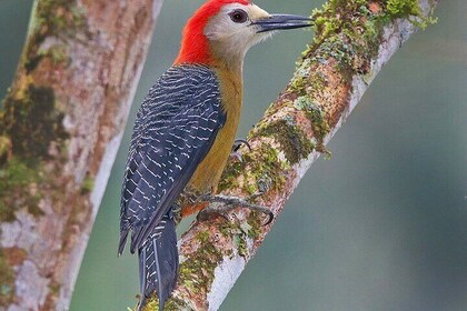 Private Bird watching Tour in Kingston Jamaica with Lunch