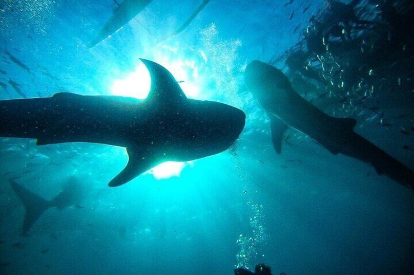 Two Whale sharks in one frame taken by our guests in Cebu