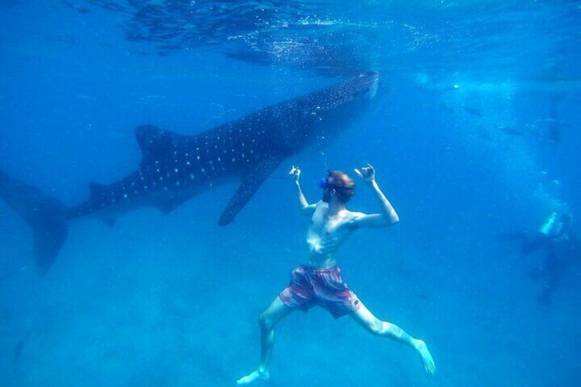 Our guest swimming with the whale sharks.