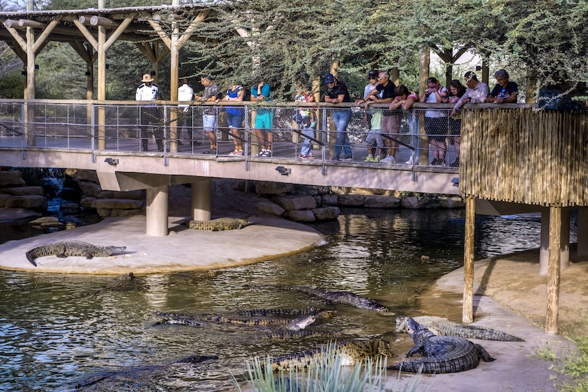 Crocodile Park Dubai 