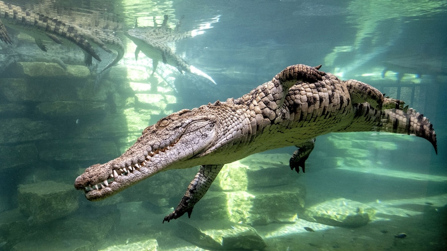Crocodile Park Dubai