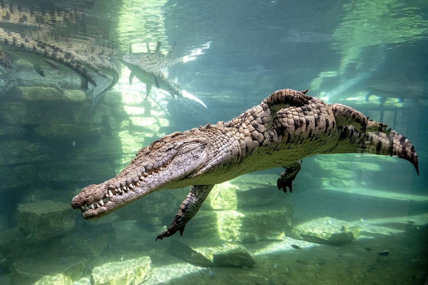 Crocodile Park Dubai 