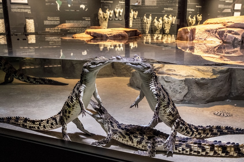 Crocodile Park Dubai 