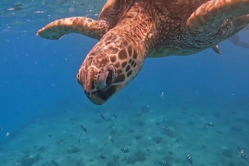 Jet Snorkeling with Turtles in Honolulu